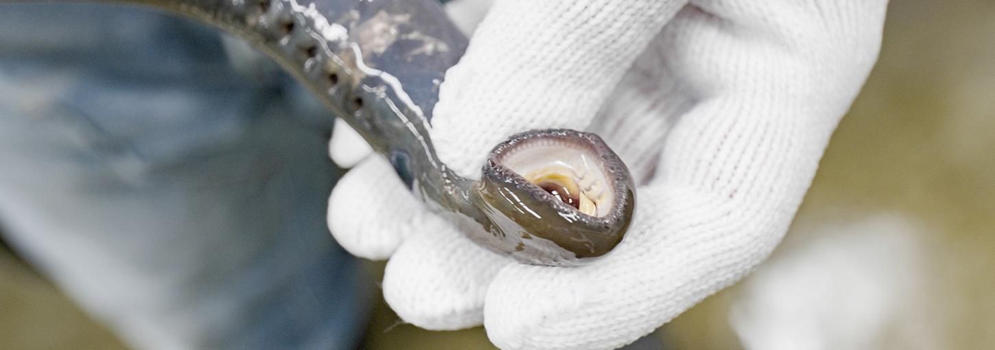 A gloved hand holding an eel-like lamprey, showing the mouth.